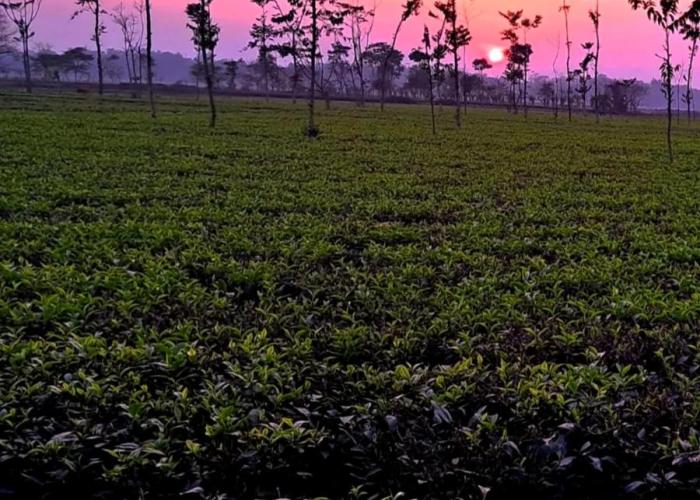 Krishna Farms and Village Resort