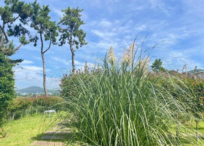 Wando Haegeum Pension