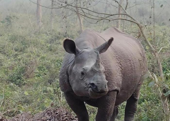 Kings jungle safari & Culture home stay