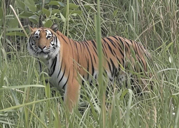 Kings jungle safari & Culture home stay