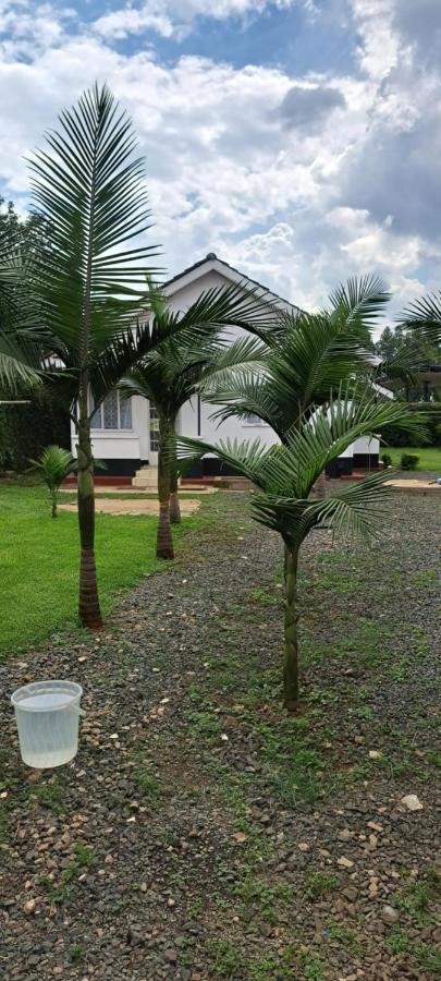 фото Palmview studio