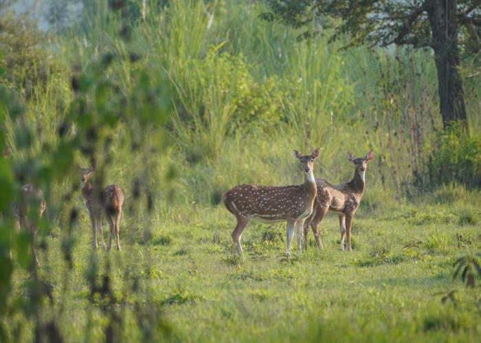 Wildflow jungle yoga safari and homestay