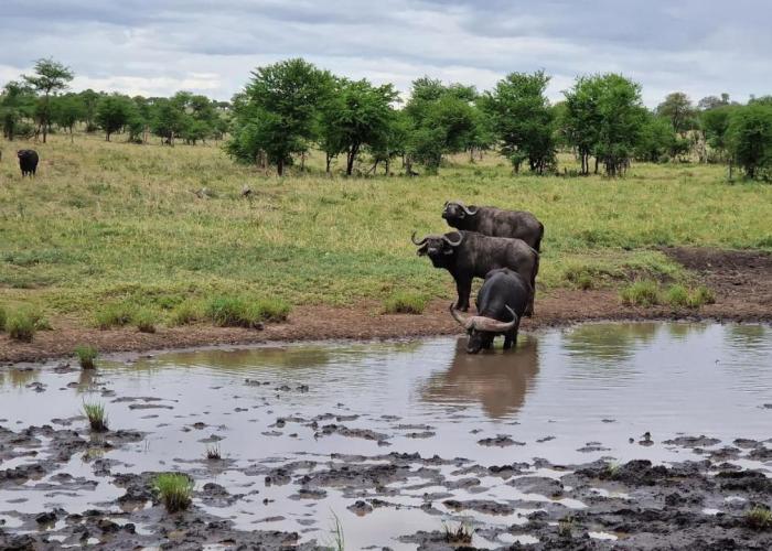 Africa Safari Serengeti Kusini
