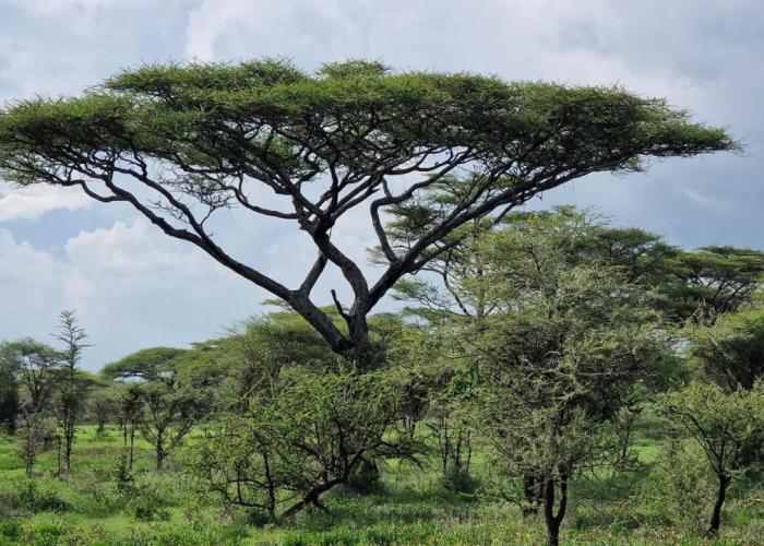 Africa Safari Serengeti Kusini