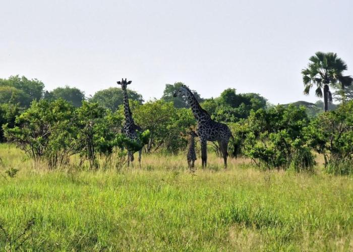 Africa Safari Serengeti Kusini