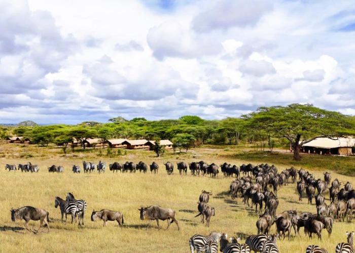 Africa Safari Serengeti Kusini