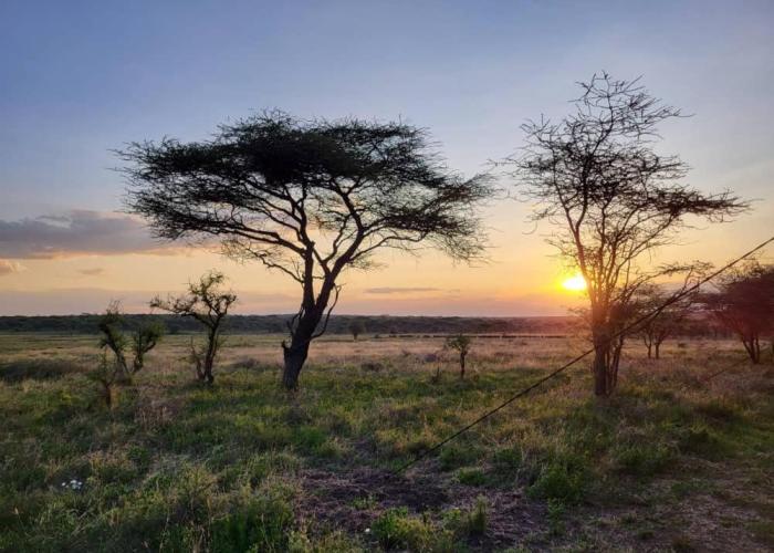 Africa Safari Serengeti Kusini