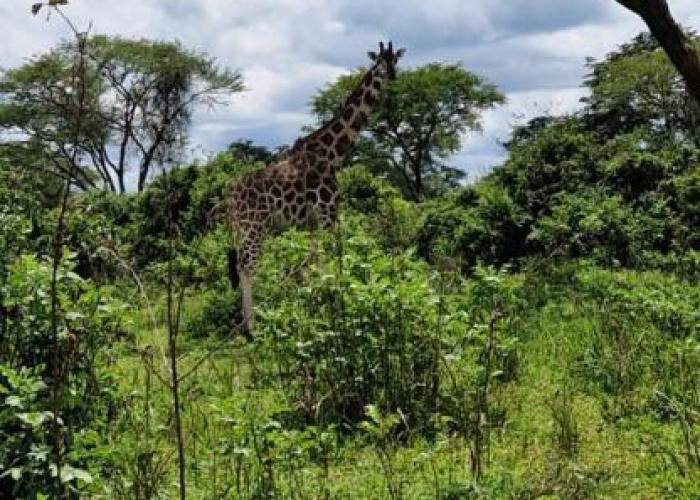 Forest Gate Resort Homes
