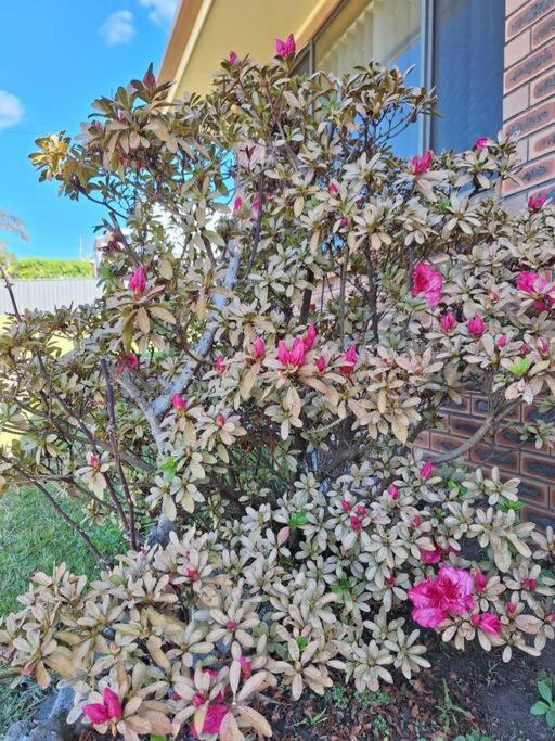 фото Cozy tiny home in Ulladulla