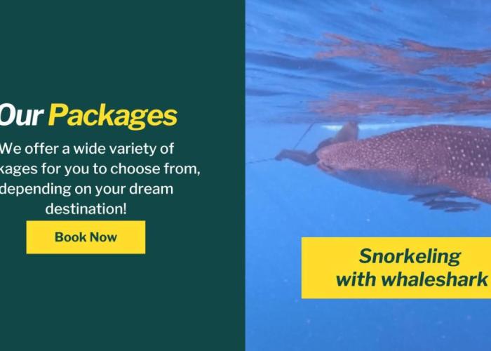 Whale shark Sumbawa Tour
