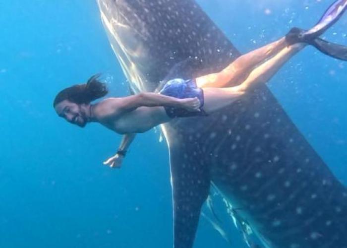 Whale shark Sumbawa Tour