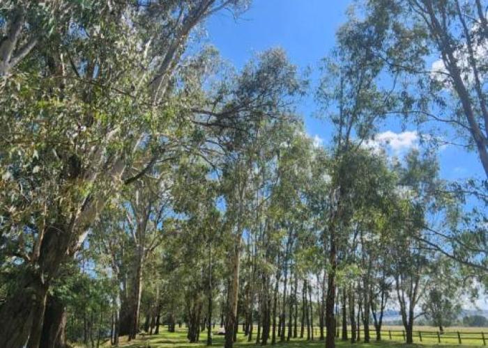 Bahwidgee Lodge - Riverside Retreat