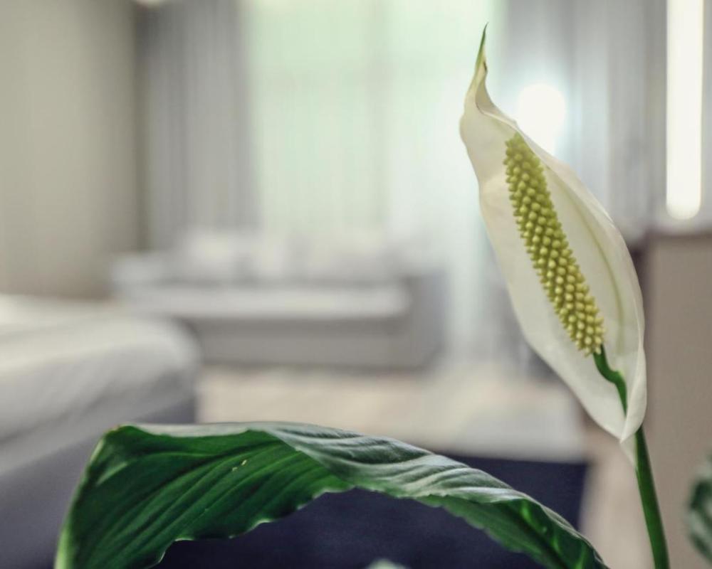 фото Hotel Dirista