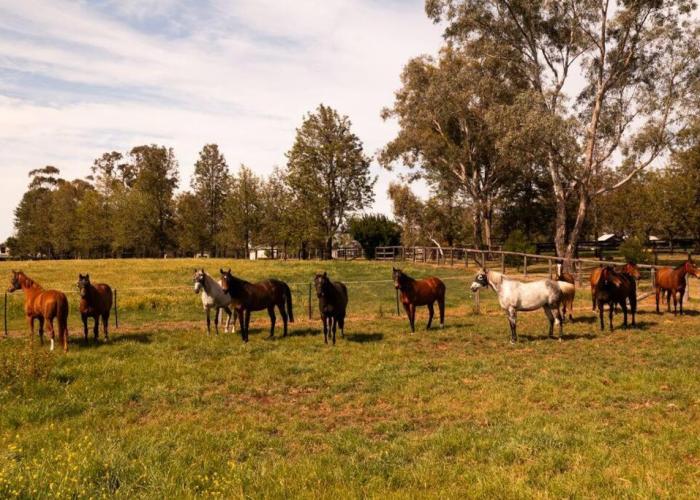 Redbank Estate - Luxury in Scone