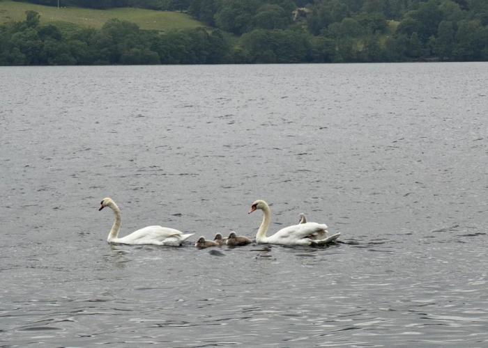 Lindisfarne Cottage in Windermere