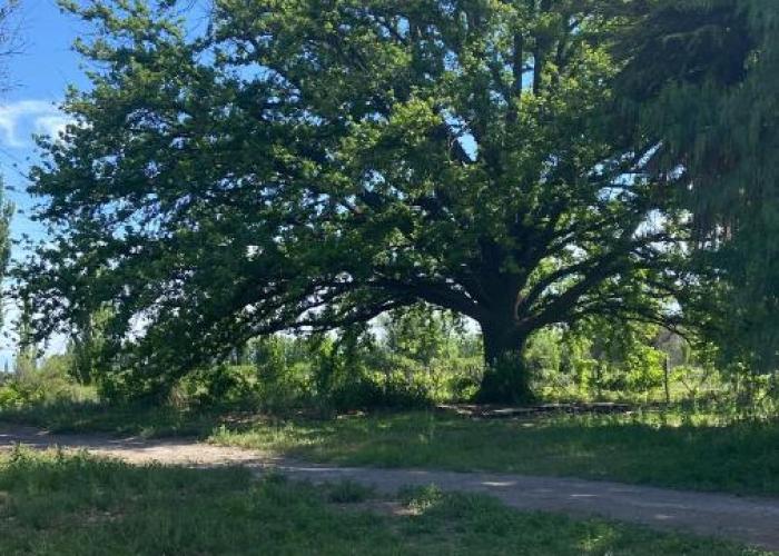 Finca Macalicia