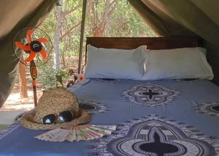 The Shamba