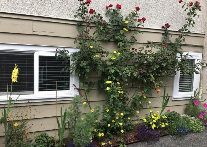 Awesome 2BR in Lynn Valley