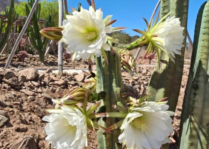 Cabaña colibrí - Casa Campo Elqui