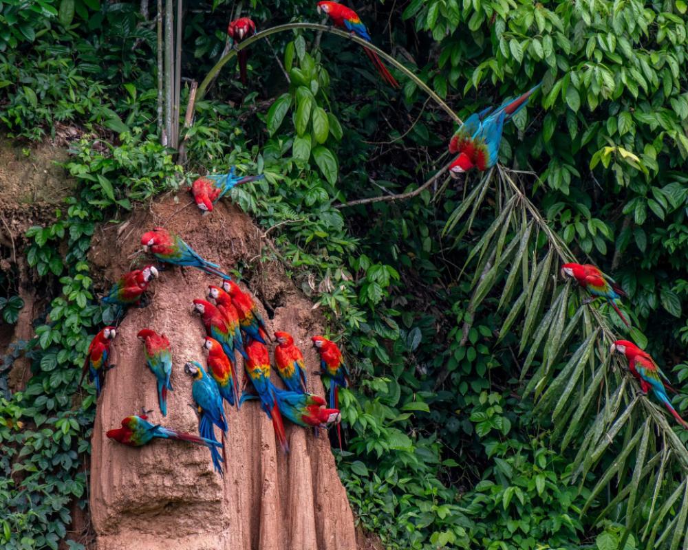 фото Refugio Amazonas Hotel