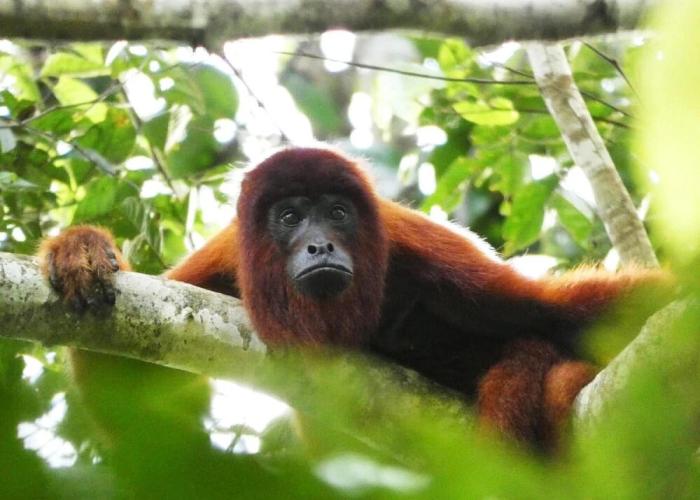 Tambopata Ecolodge
