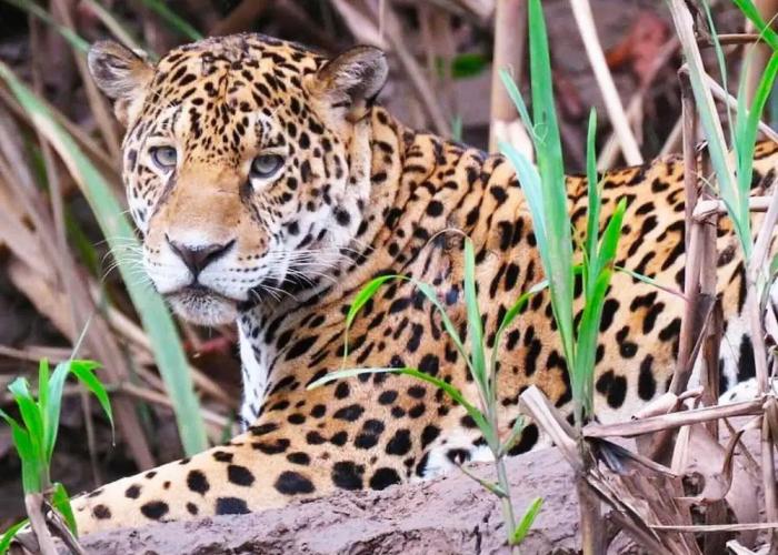 Tambopata Ecolodge