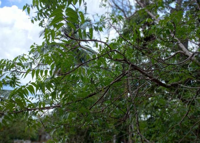 Wild Safari Nest Udawalawe