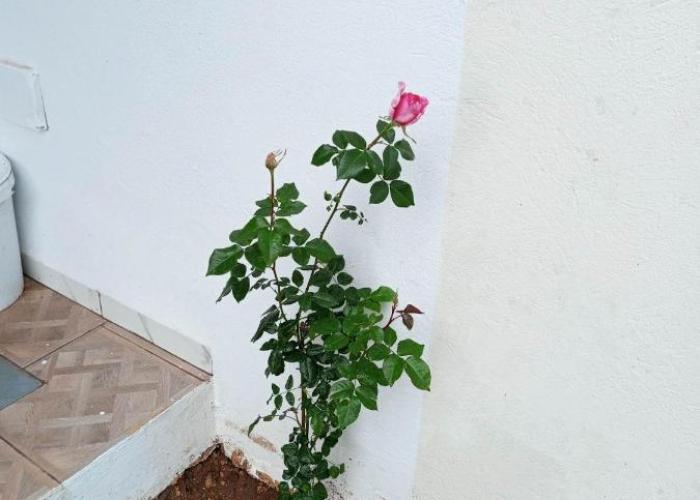 Villa foundou gammarth