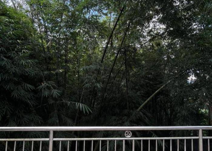 Bamba Homestay