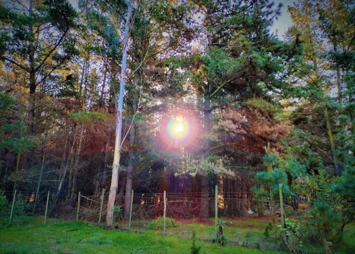 La ermita del bosque