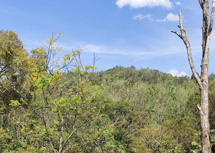 The Ishank Resorts Yercaud Hills
