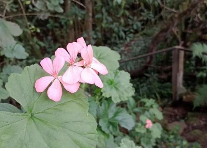 alojamiento campestre - Alcaparro