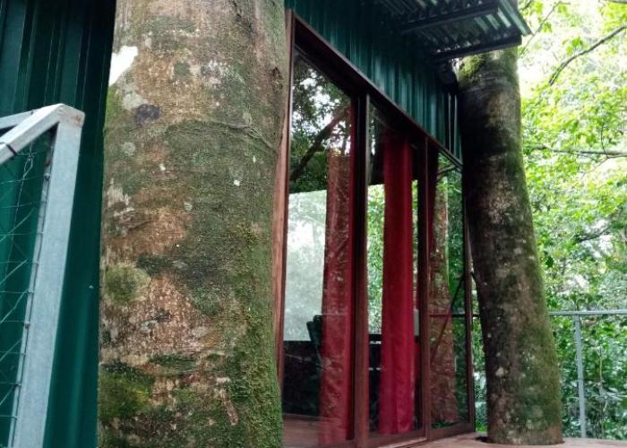 The Green Tree Lodge