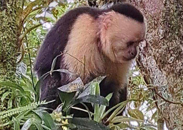 UNFORGETTABLE PLACE,Monteverde Casa Mia near main attractions and town