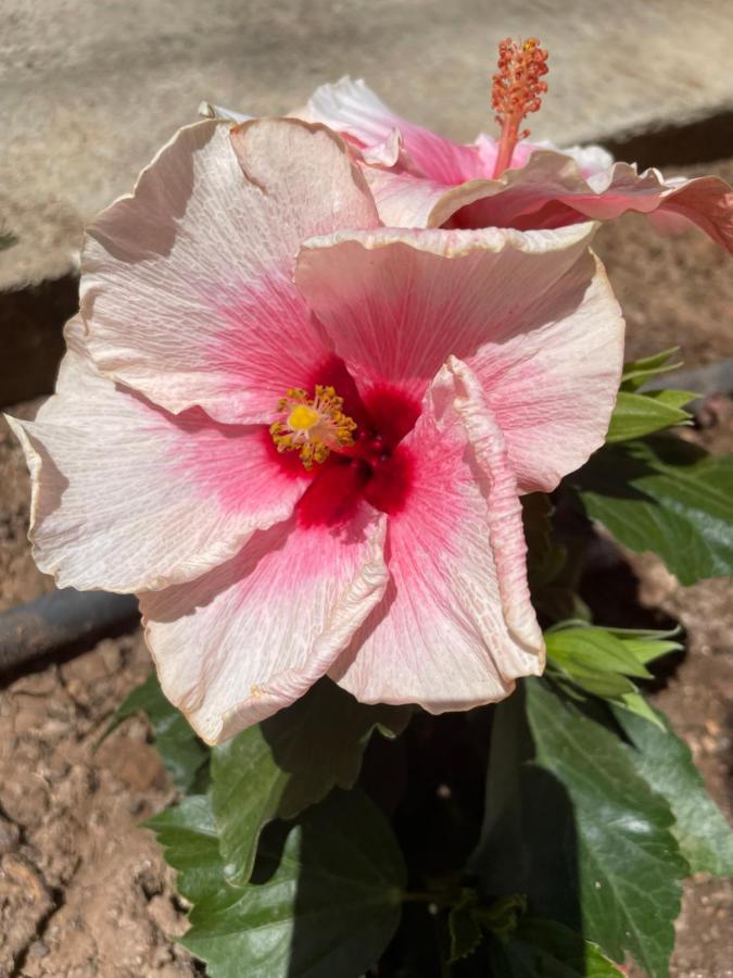 фото Amorgos Gardens