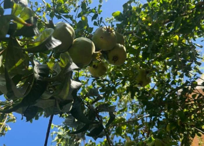 Hostl - Beds & Rooms - The Hostel Inn Paphos, Old Town