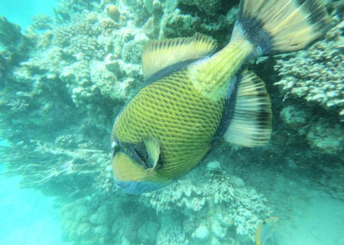 Desert & Sea Haven Marsa Alam
