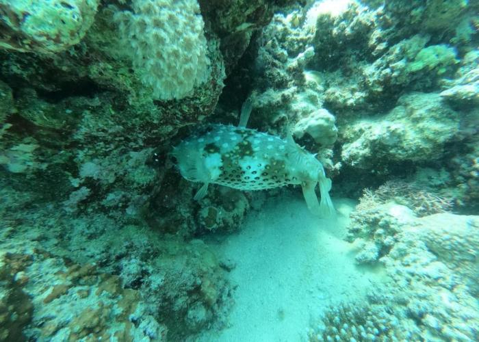 Desert & Sea Haven Marsa Alam