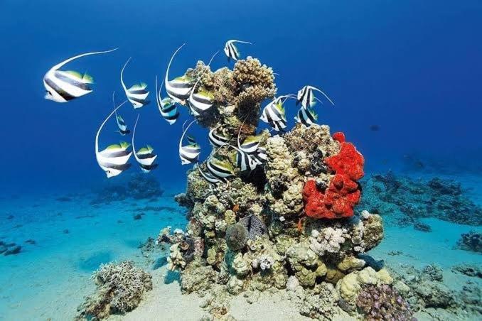 Desert & Sea Haven Marsa Alam