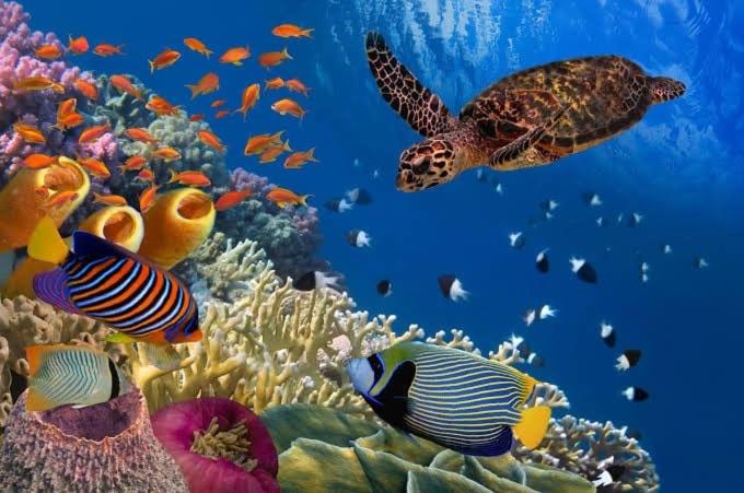 Desert & Sea Haven Marsa Alam