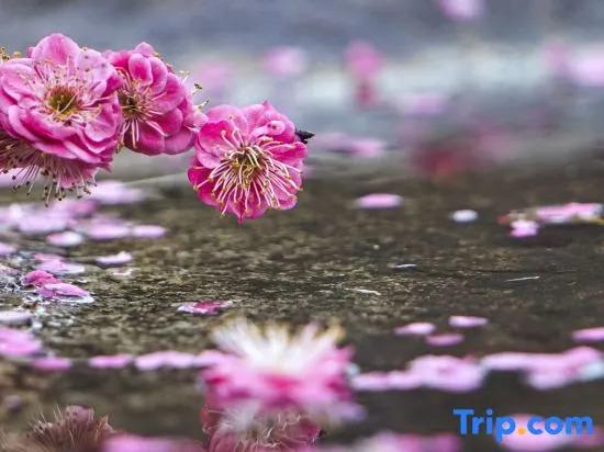 Oriental Land Resort (Hotel)