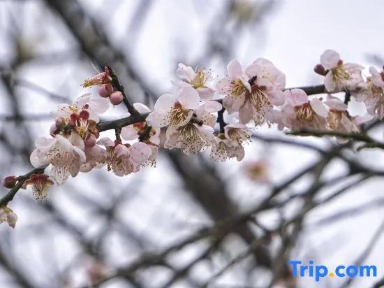 Oriental Land Resort (Hotel)