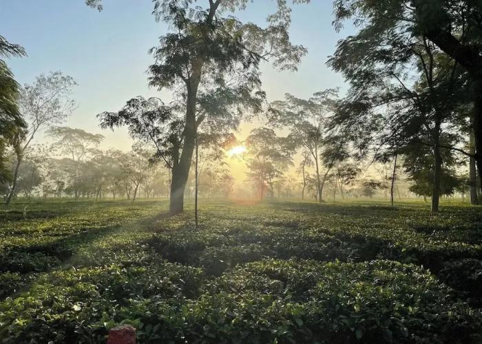 The Postcard in the Durrung Tea Estate