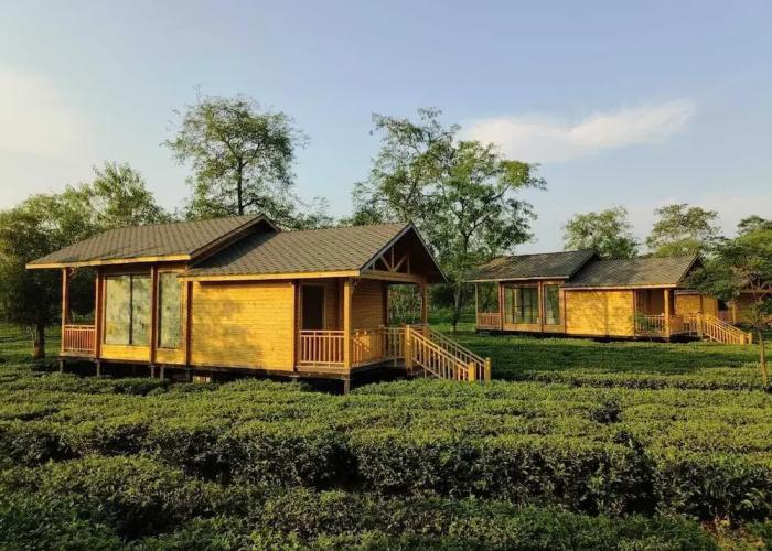 The Postcard in the Durrung Tea Estate
