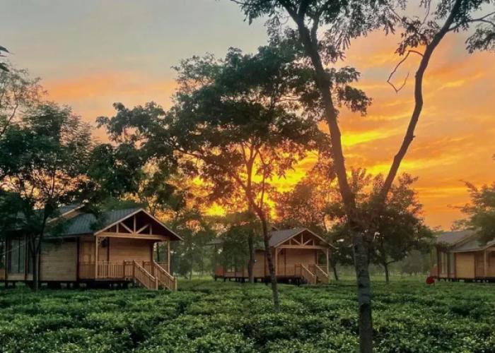 The Postcard in the Durrung Tea Estate