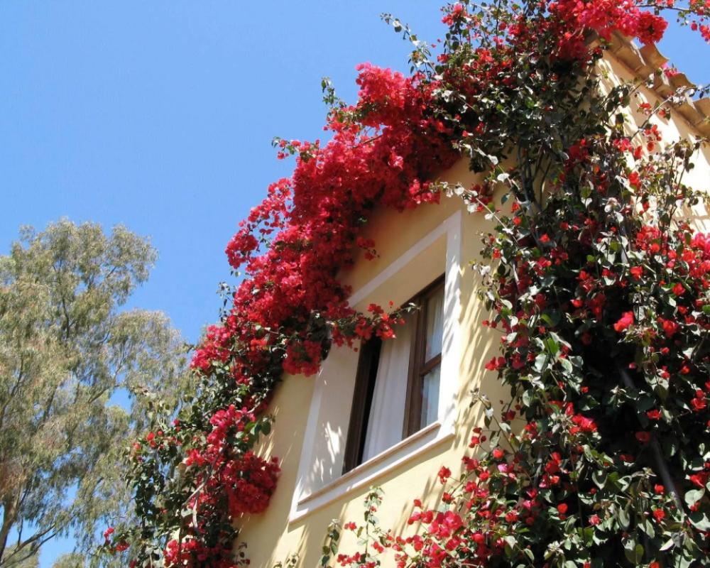 Borgo degli Ulivi Residence