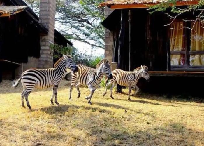 Maralal Safari Lodge