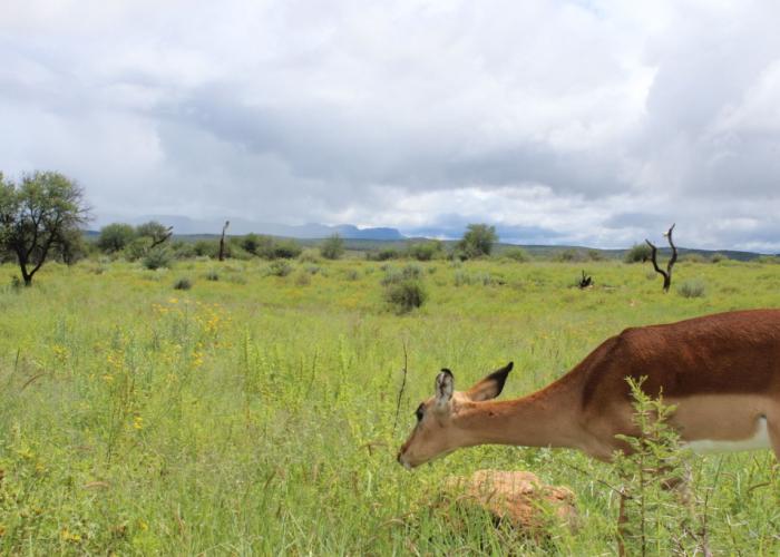 Auas Safari Lodge