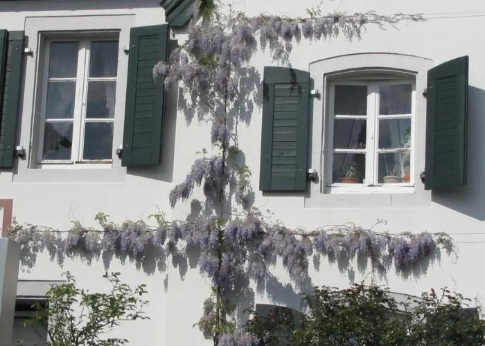 RheinRiver Guesthouse - Direkt am Rhein