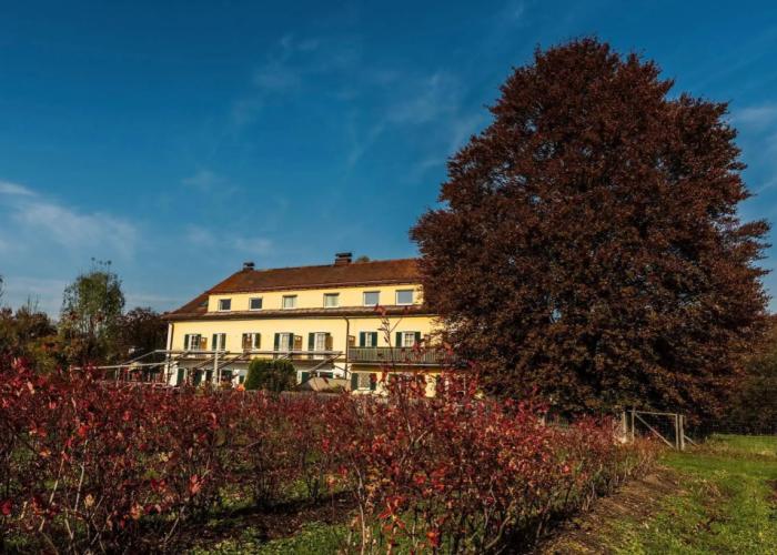 Numa Salzburg Ivy